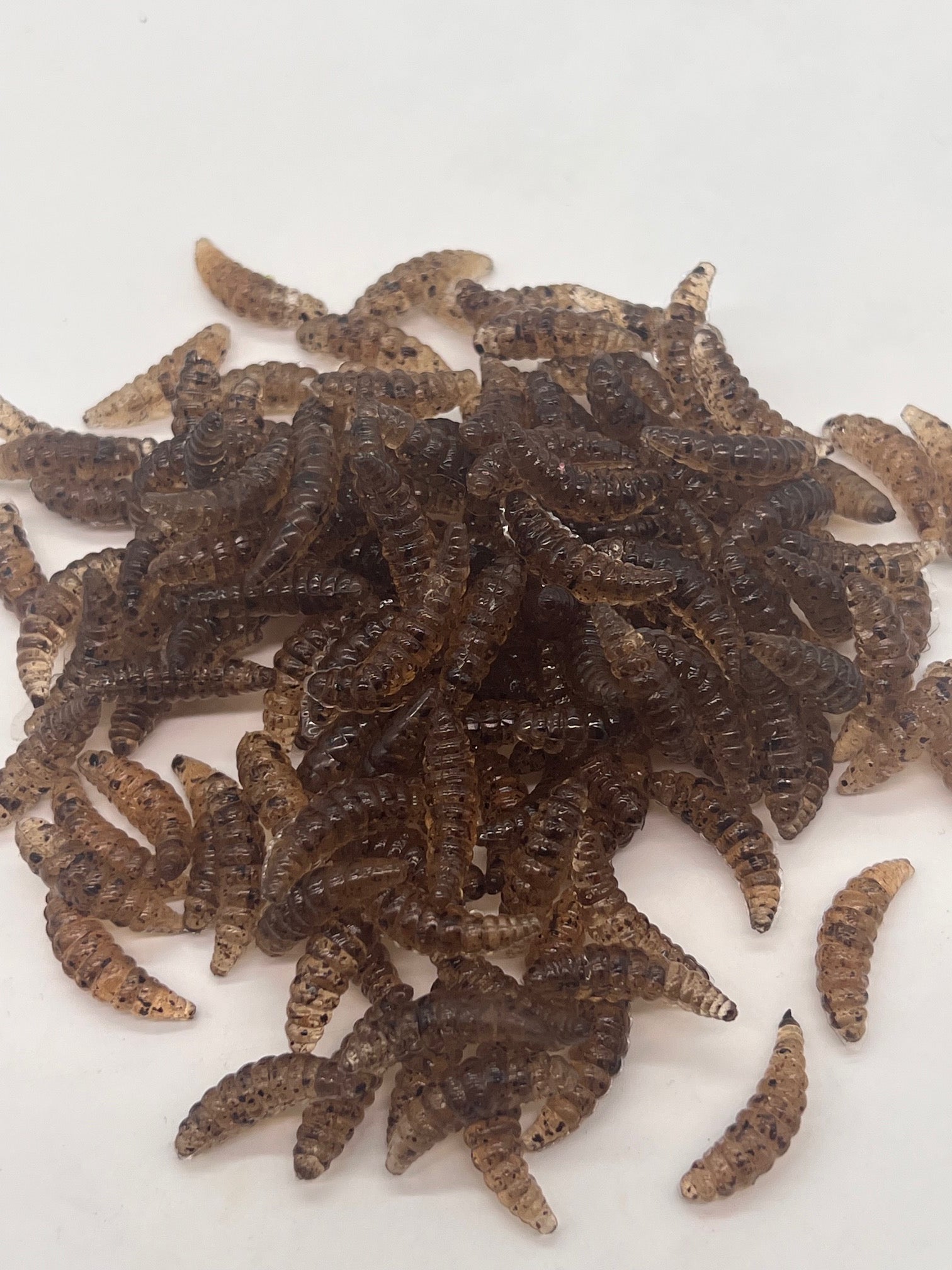 7/8 wax worms Coffee Flavor  qty 100