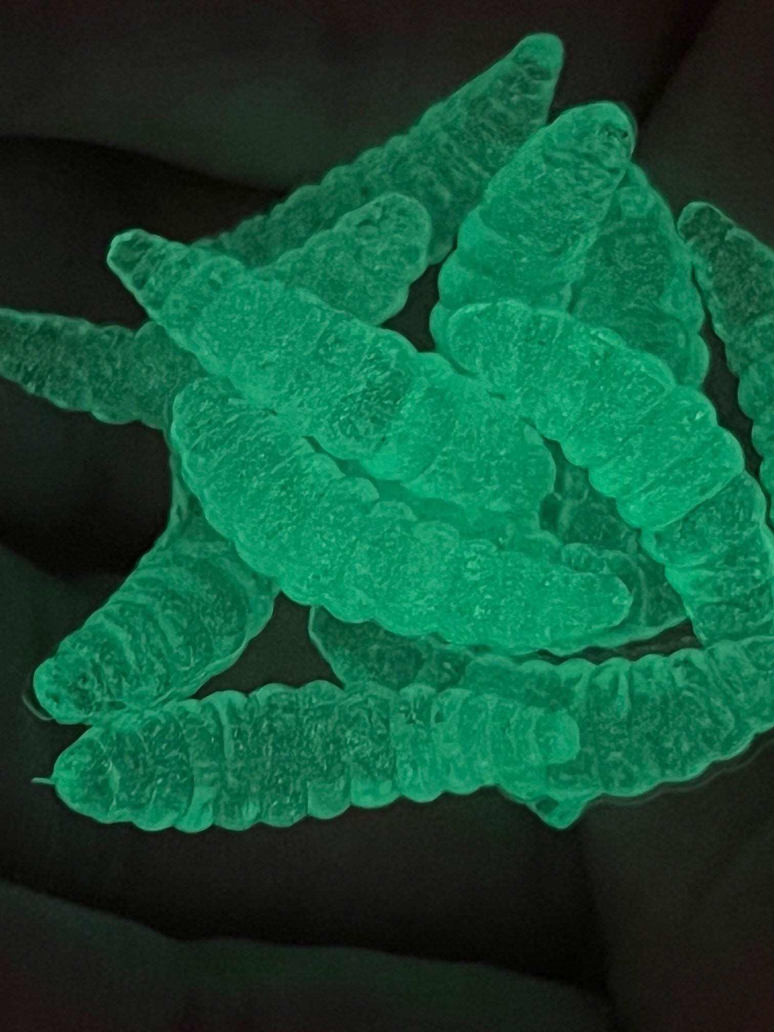 7/8 wax worms Clear Glow n dark qty 100 per pack